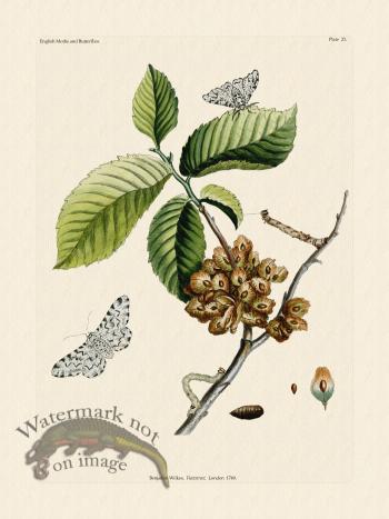 Wilkes Butterflies 023